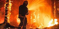 Отчего так в России березы горят